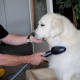 Unsere Bürste pflegt Labradore schnell und gründlich