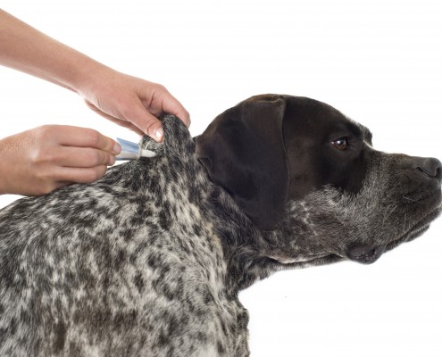 Hund wird mit Spot-On gegen Hundeflöhe behandelt