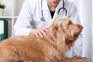 Hund wird beim Tierarzt auf Schuppenbildung untersucht
