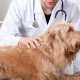 Hund wird beim Tierarzt auf Schuppenbildung untersucht