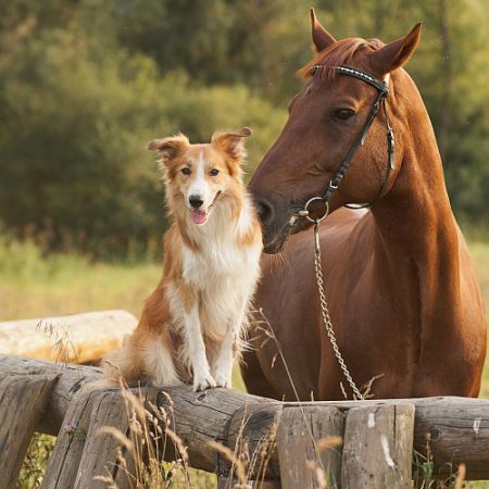 Cofix Hundebürste für Pferd + Hund